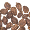 Black Cardamom