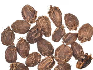 Black Cardamom